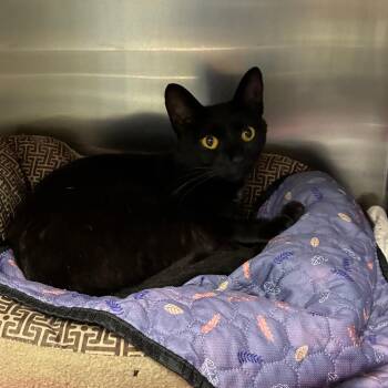 Mamacita -  Domestic Short Hair Cat for Adoption in Windsor, Virginia - Mamacita | PetCurious