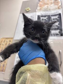 REID -  Domestic Short Hair Cat Available for Adoption in Las Vegas, Nevada - REID | PetCurious