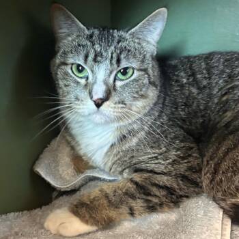 Domestic Short Hair and Tabby Cats Available for Adoption in Burlingame, California - Bullseye | PetCurious