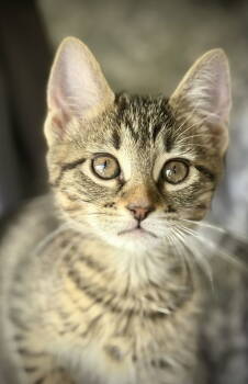 Rescue Domestic Short Hair Cats for Adoption in Oviedo, Florida - Robin | PetCurious