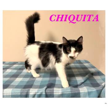 Chiquita -  Domestic Short Hair Cat for Adoption in Ashland, Kentucky - Chiquita | PetCurious