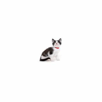 Domestic Short Hair Cats Available for Adoption in Los Angeles, California - Mississippi | PetCurious