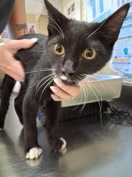 BANDIT -  Domestic Short Hair Cat for Adoption in Fort Myers, Florida - BANDIT | PetCurious