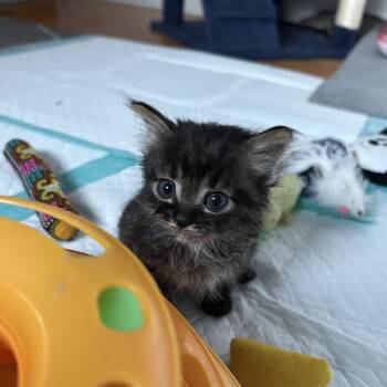 Purrfection -  Domestic Medium Hair Cat for Adoption in Ferndale, Michigan - Purrfection | PetCurious