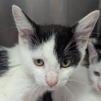 Bam-Bam -  Domestic Short Hair Cat for Adoption in Jeffersonville, Indiana - Bam-Bam | PetCurious