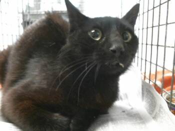 Domestic Short Hair Cats Available for Adoption in Houston, Texas - A2071365 | PetCurious