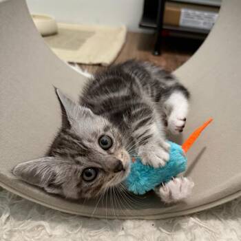 Mac -  Domestic Short Hair Cat for Adoption in West Palm Beach, Florida - Mac | PetCurious