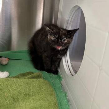 Tag -  Domestic Short Hair Cat for Adoption in Pittsburgh, Pennsylvania - Tag | PetCurious