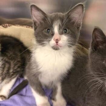 Domestic Short Hair Cats Available for Adoption - Ronny | PetCurious