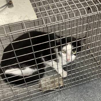 Oreo -  Domestic Short Hair Cat for Adoption in Montgomery, Alabama - Oreo | PetCurious