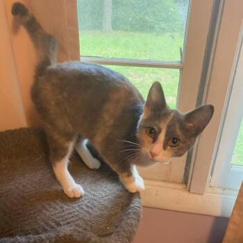 Claire -  Domestic Short Hair Cat for Adoption in Tallahassee, Florida - Claire | PetCurious