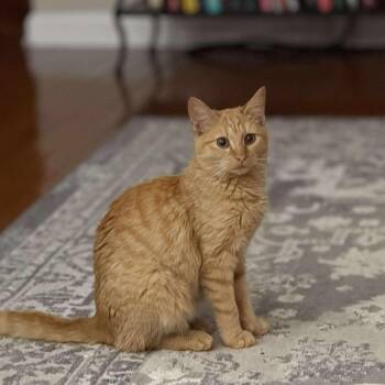 Lenorah -  Domestic Short Hair Cat for Adoption - Lenorah | PetCurious