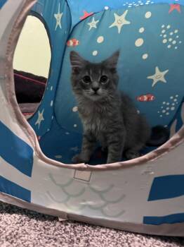 Galadriel -  Domestic Short Hair Cat for Adoption in Lafayette, Colorado - Galadriel | PetCurious