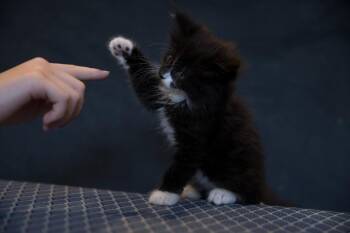 Doree -  Domestic Short Hair Cat for Adoption in Millcreek, Utah - Doree | PetCurious