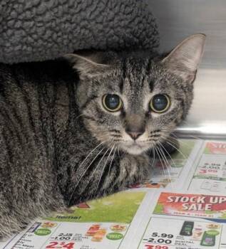 Domestic Short Hair Cats Available for Adoption in Fort Worth, Texas - Owl | PetCurious