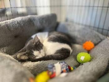 Rescue Domestic Short Hair Cats for Adoption in Baton Rouge, Louisiana - Birdie | PetCurious
