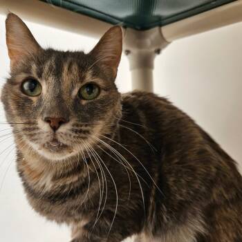 Rescue Domestic Short Hair Cats for Adoption in Harrisonburg, Virginia - Evie | PetCurious
