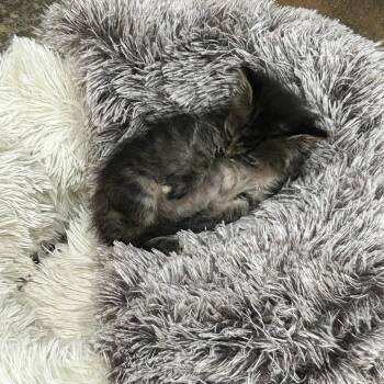 Rescue Domestic Short Hair Cats for Adoption in Sand Springs, Oklahoma - Anyston | PetCurious