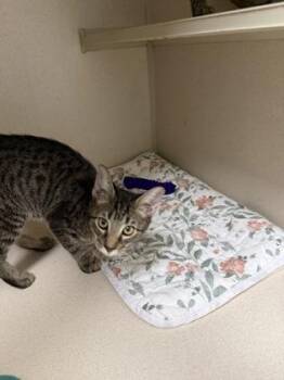 Barrel -  Domestic Short Hair Cat for Adoption in East Brookfield, Massachusetts - Barrel | PetCurious