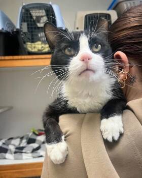 Sterling -  Domestic Short Hair Cat Available for Adoption in Tulsa, Oklahoma - Sterling | PetCurious