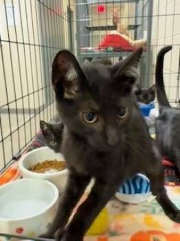 Harvest -  Domestic Short Hair Cat for Adoption in Mason City, Iowa - Harvest | PetCurious