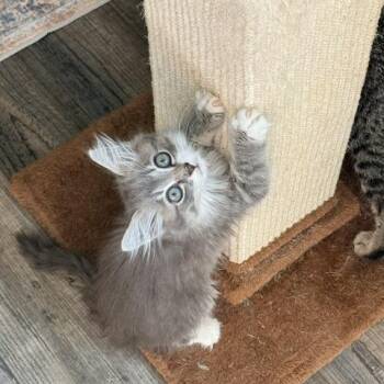 Ronald -  Domestic Medium Hair Cat for Adoption in Chapel Hill, North Carolina - Ronald | PetCurious
