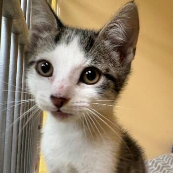 Mike -  Domestic Short Hair Cat for Adoption in East Hanover, New Jersey - Mike | PetCurious