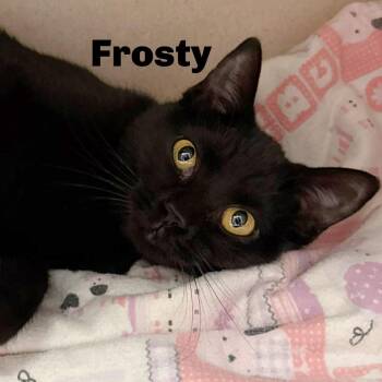 Domestic Short Hair Cats Available for Adoption - Frosty 251128 | PetCurious