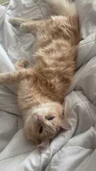 Domestic Medium Hair Cats Available for Adoption - Grant | PetCurious