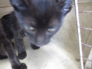 A384282 -  Domestic Short Hair Cat for Adoption in Ocala, Florida - A384282 | PetCurious