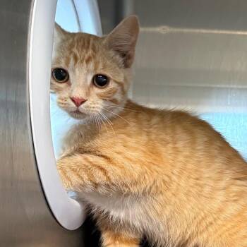 Java -  Domestic Short Hair Cat for Adoption in Cedaredge, Colorado - Java | PetCurious
