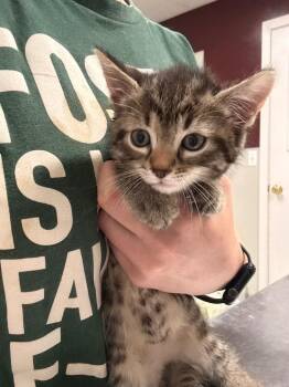 Domestic Short Hair Cats Available for Adoption in Fall River, Massachusetts - Anginetti | PetCurious