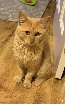Oliver -  Domestic Medium Hair Cat for Adoption in Bennington, Vermont - Oliver | PetCurious