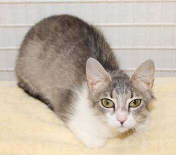 Domestic Short Hair Cats Available for Adoption in Medfield, Massachusetts - Flower | PetCurious