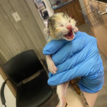 Colbie -  Domestic Short Hair Cat for Adoption in Spokane, Washington - Colbie | PetCurious