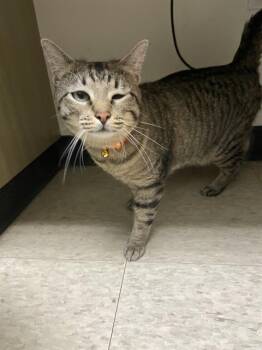 Chloe A216730 -  Domestic Short Hair Cat for Adoption in Plano, Texas - Chloe A216730 | PetCurious