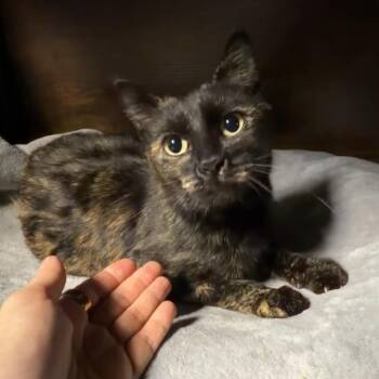 Domestic Short Hair Cats Available for Adoption - Stella | PetCurious