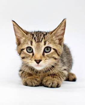 Harry -  Domestic Short Hair Cat for Adoption in Morton Grove, Illinois - Harry | PetCurious