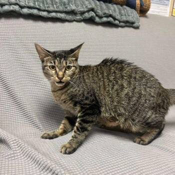 Rescue Domestic Short Hair Cats for Adoption in Buffalo, Minnesota - Harvest Moon *Meet Me At Eagan PetSmart* | PetCurious