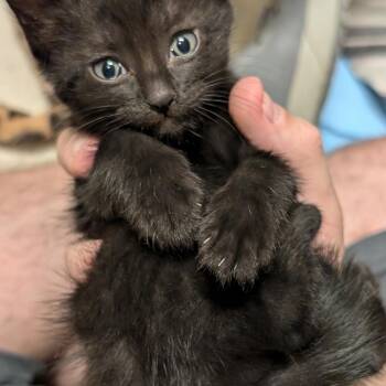 Rescue Domestic Short Hair Cats for Adoption in Seguin, Texas - Fawn | PetCurious