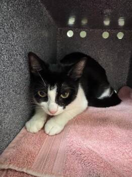 Ladle -  Domestic Short Hair Cat for Adoption in Honolulu, Hawaii - Ladle | PetCurious