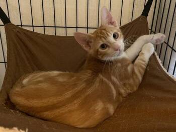 Precioso OR14446-T -  Domestic Short Hair Cat for Adoption in Missouri City, Texas - Precioso OR14446-T | PetCurious