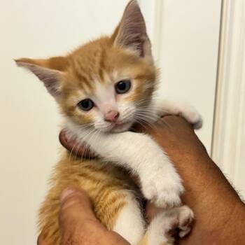 Donka -  Domestic Short Hair Cat for Adoption in Evansville, Indiana - Donka | PetCurious