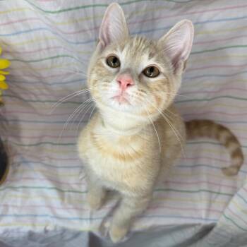 Chicken Biskit -  Domestic Short Hair and American Wirehair Cat for Adoption in Mount Vernon, Illinois - Chicken Biskit | PetCurious