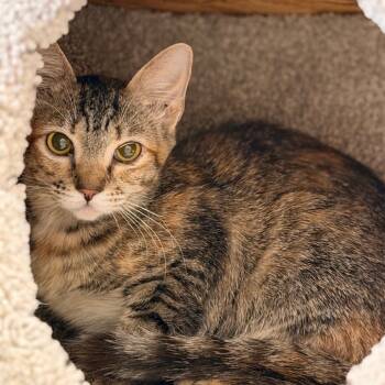 AJ -  Domestic Short Hair Cat for Adoption in Gainesville, Florida - AJ | PetCurious