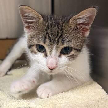 Breadcrumb -  Domestic Short Hair Cat for Adoption in Nashville, Tennessee - Breadcrumb | PetCurious