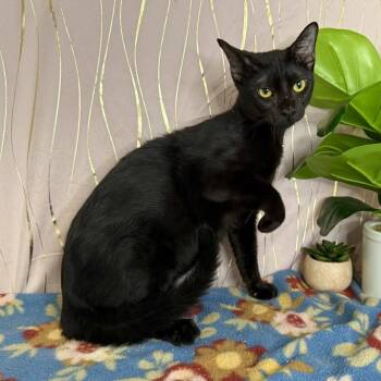 Chesty -  Domestic Short Hair Cat for Adoption in Long Beach, Mississippi - Chesty | PetCurious
