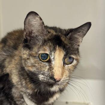Domestic Short Hair Cats Available for Adoption in Lakewood, California - Miss Miggles | PetCurious