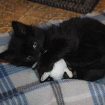 Domestic Short Hair Cats Available for Adoption in Saint Joseph, Missouri - Screech | PetCurious