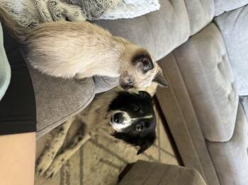 Lacie -  Domestic Short Hair Cat for Adoption in Fruit Heights, Utah - Lacie | PetCurious